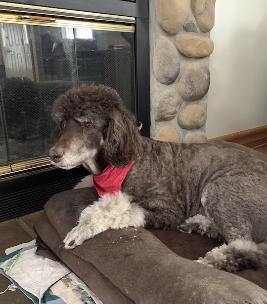 poodles waiting patiently for treats