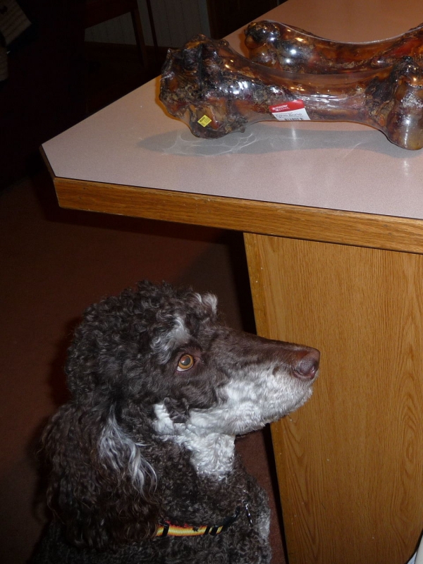 poodles waiting patiently for treats