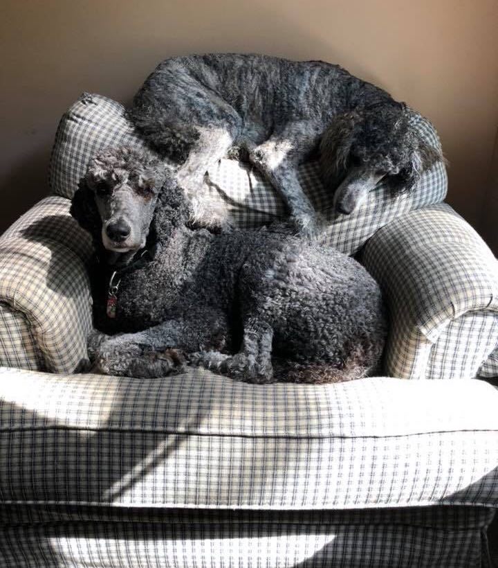 lounging poodles