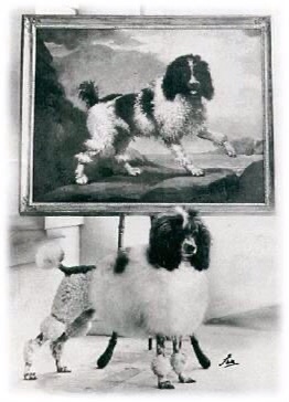 old paintings of multi-colored poodles