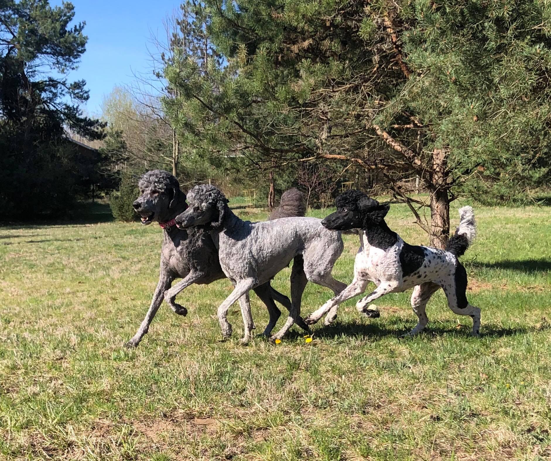 poodles playing at the pet park