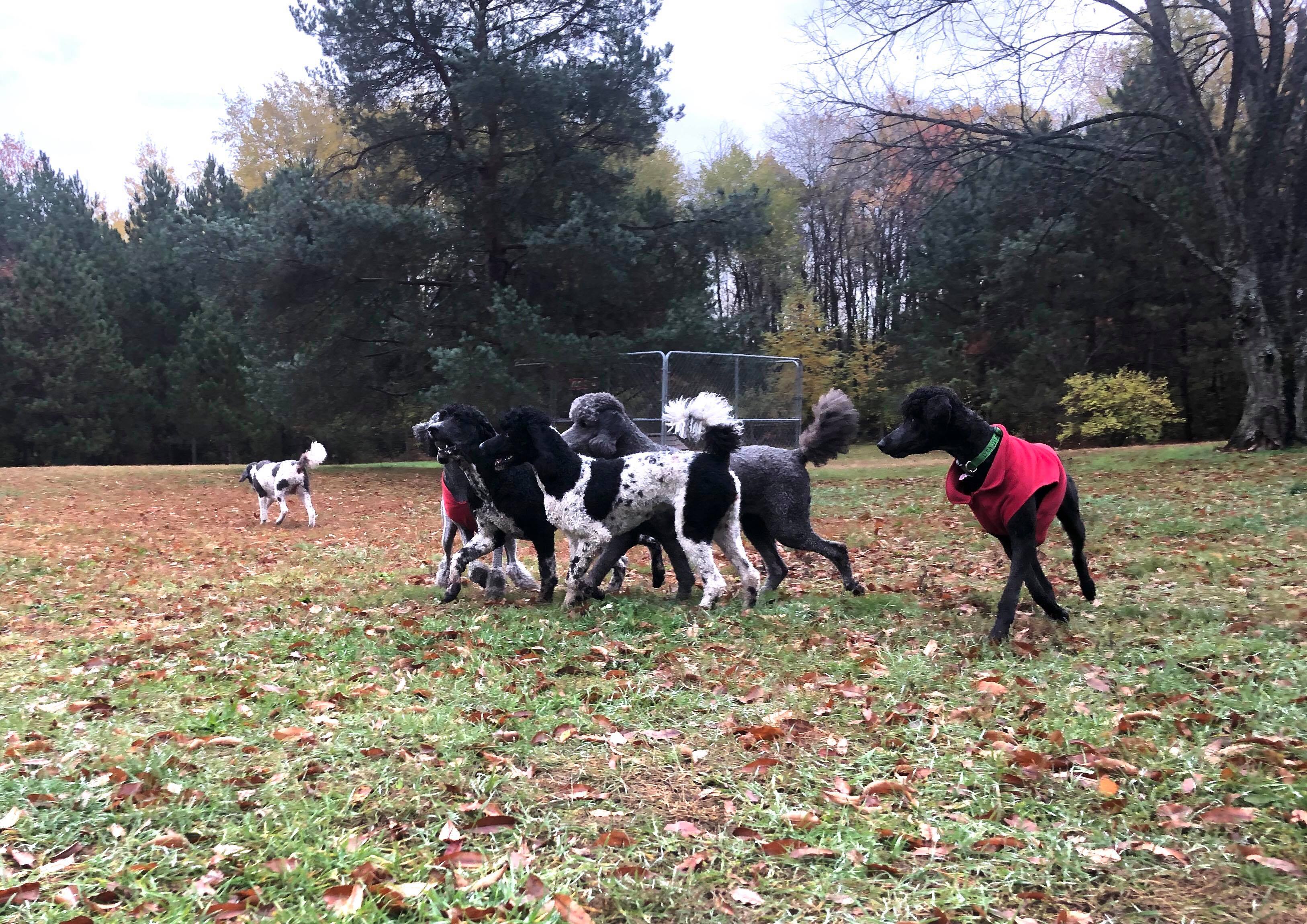 poodles playing at the pet park