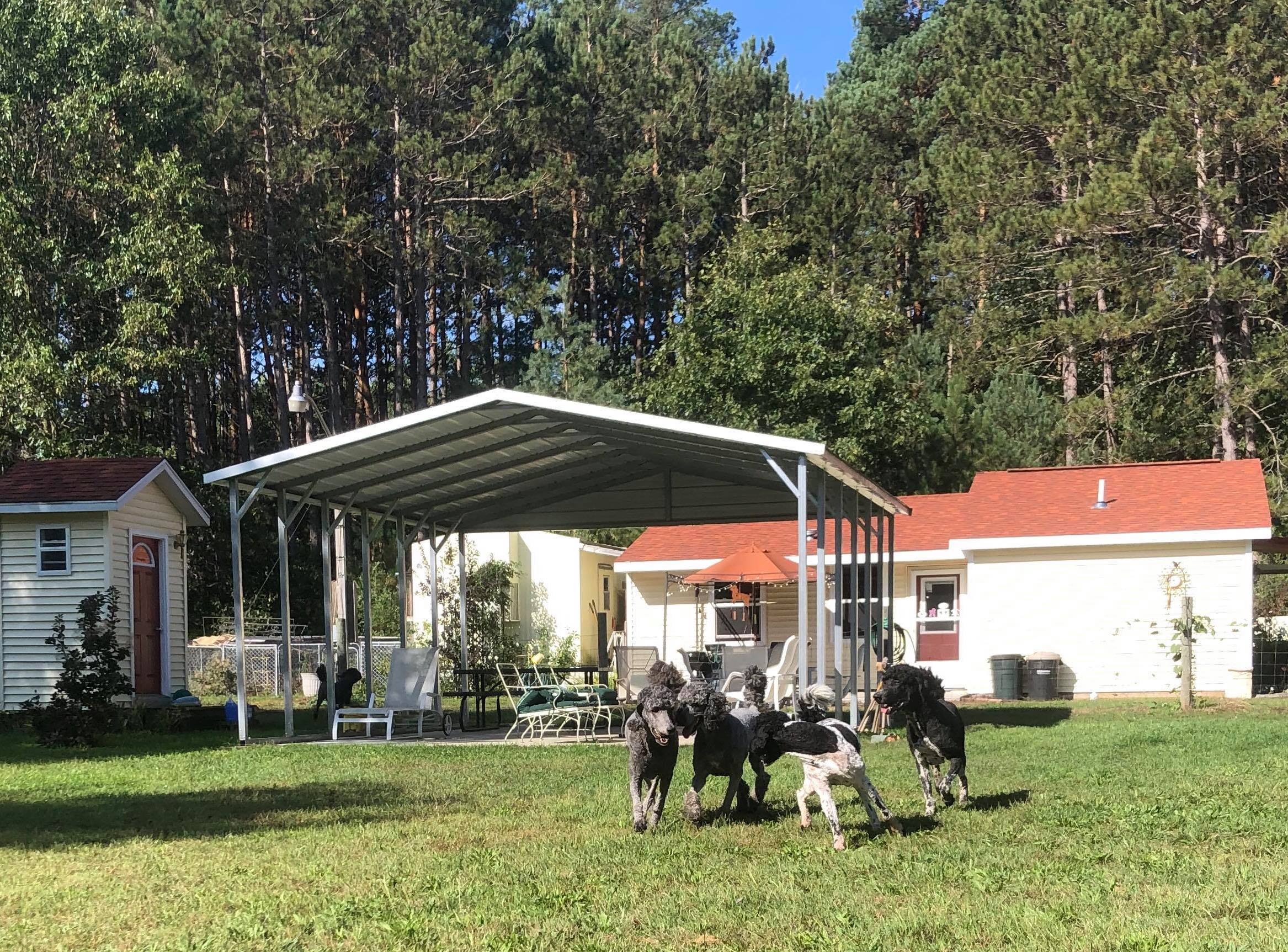 poodles playing at the pet park
