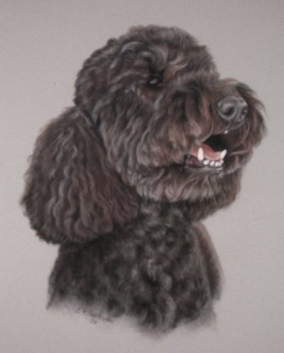 standard poodle portrait