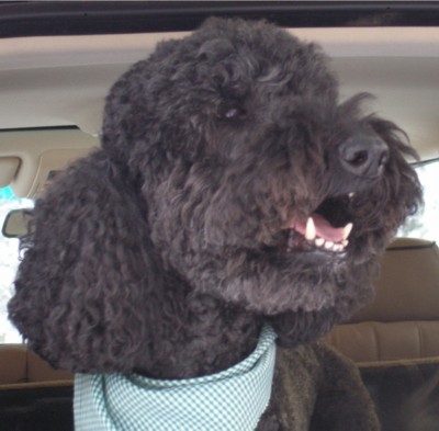 standard poodle portrait