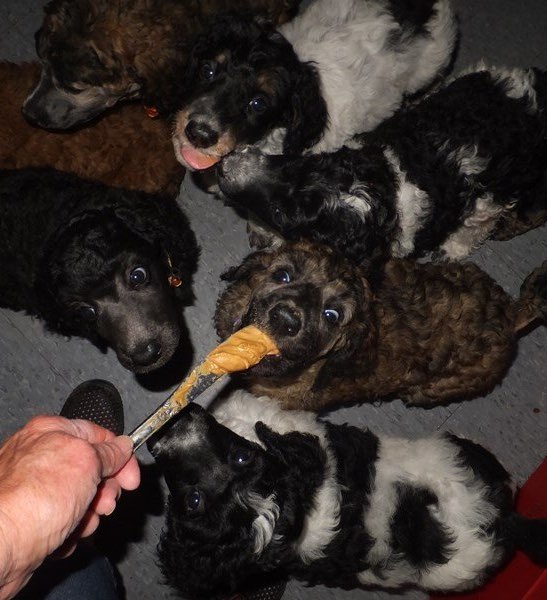 poodles waiting patiently for treats