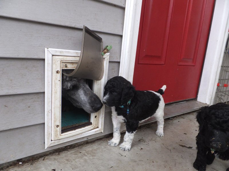 momma dog peeking out the puppy door