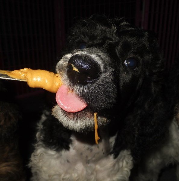 poodles waiting patiently for treats