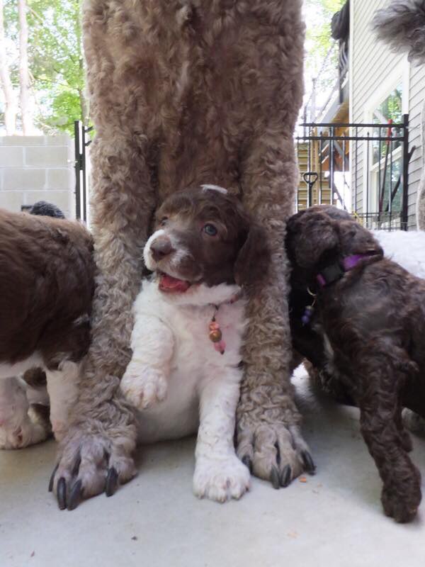 puppy with momma dog