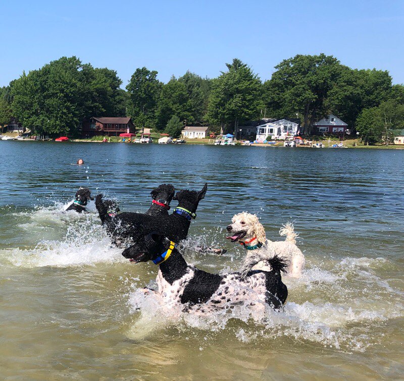 poodles swimming on the sandbar in the lake