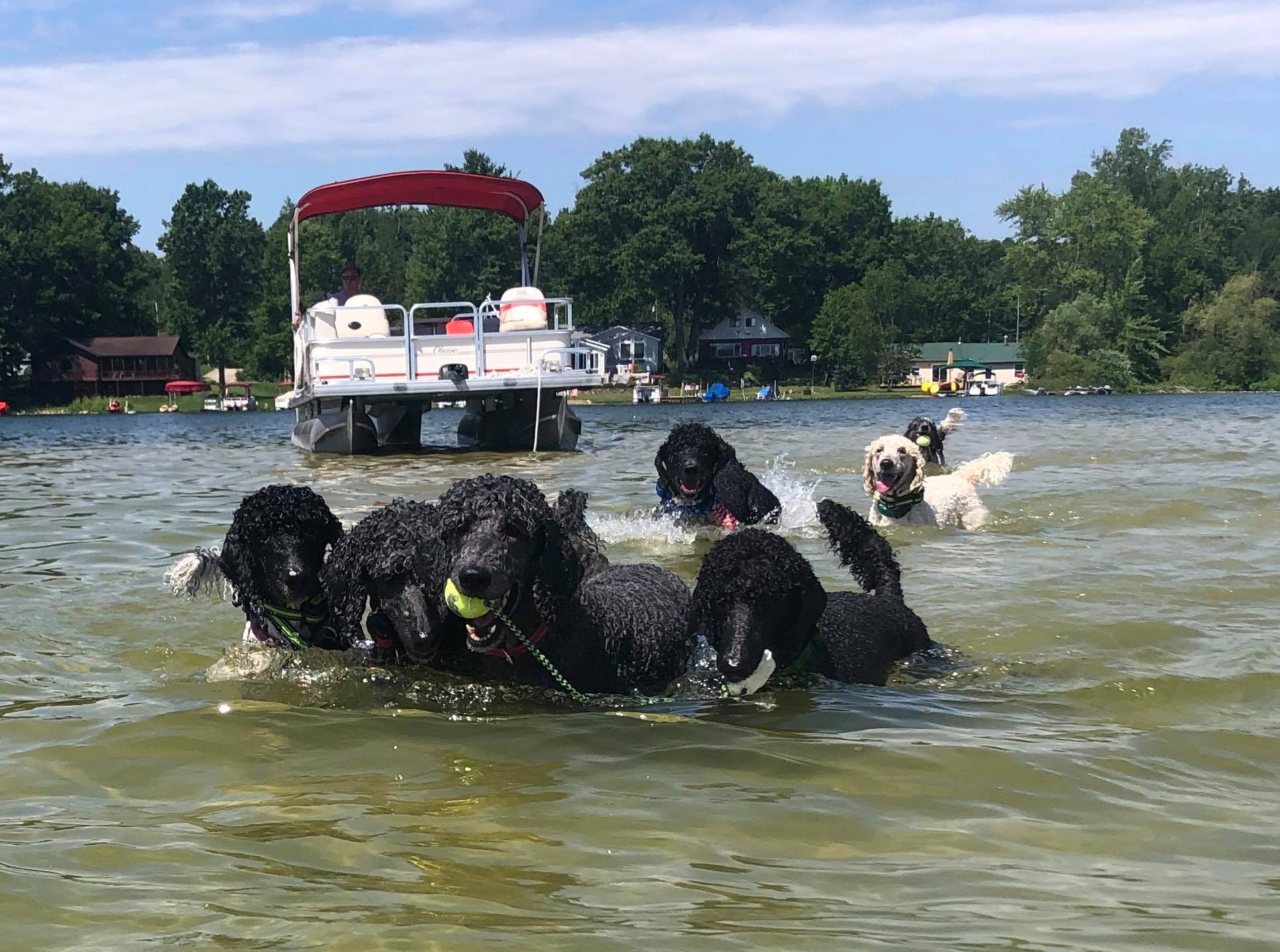 poodles playing on the sandbar in the lake with a ball