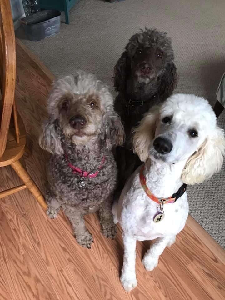 more poodles waiting patiently for treats