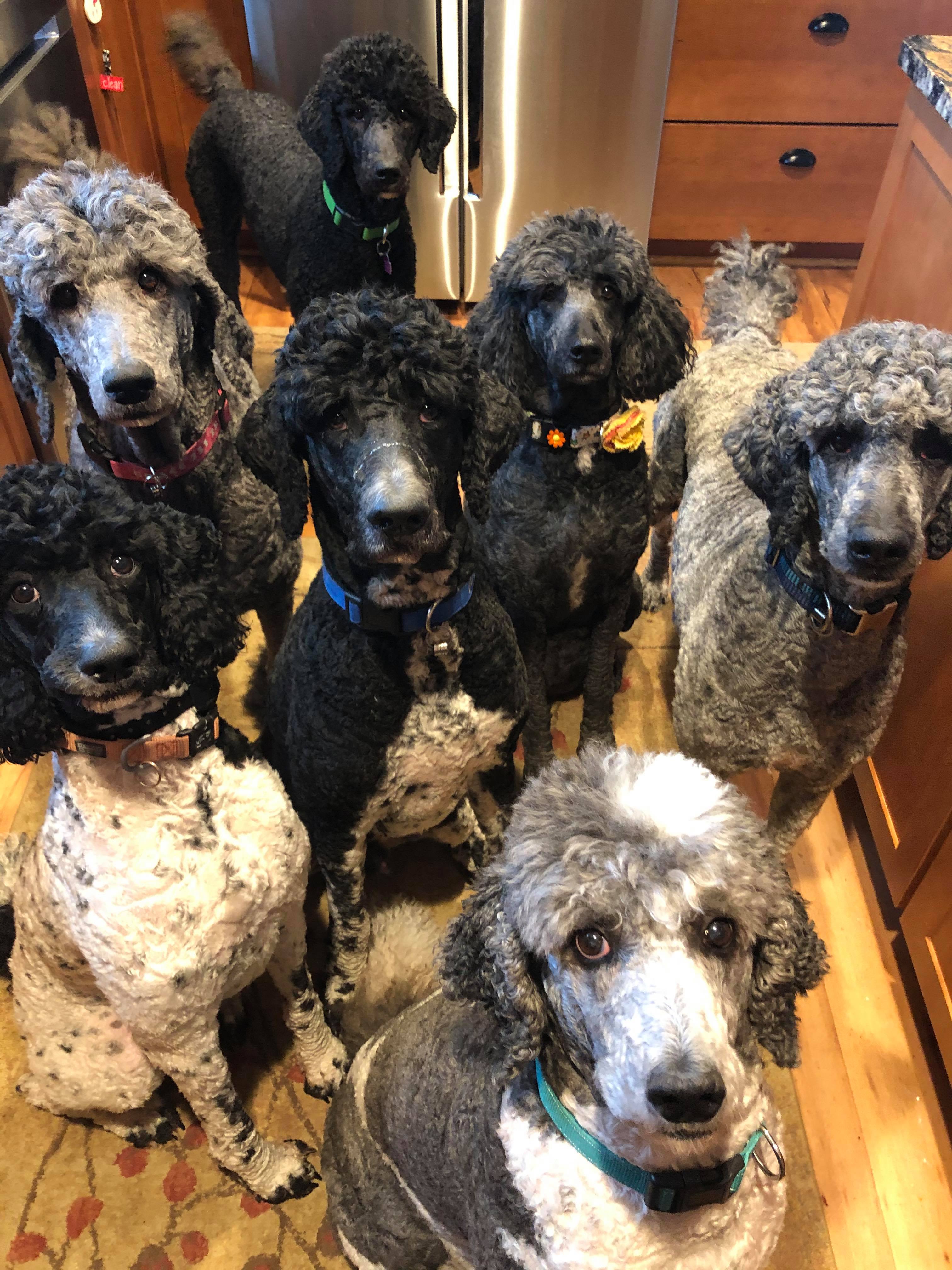 poodles waiting patiently for treats