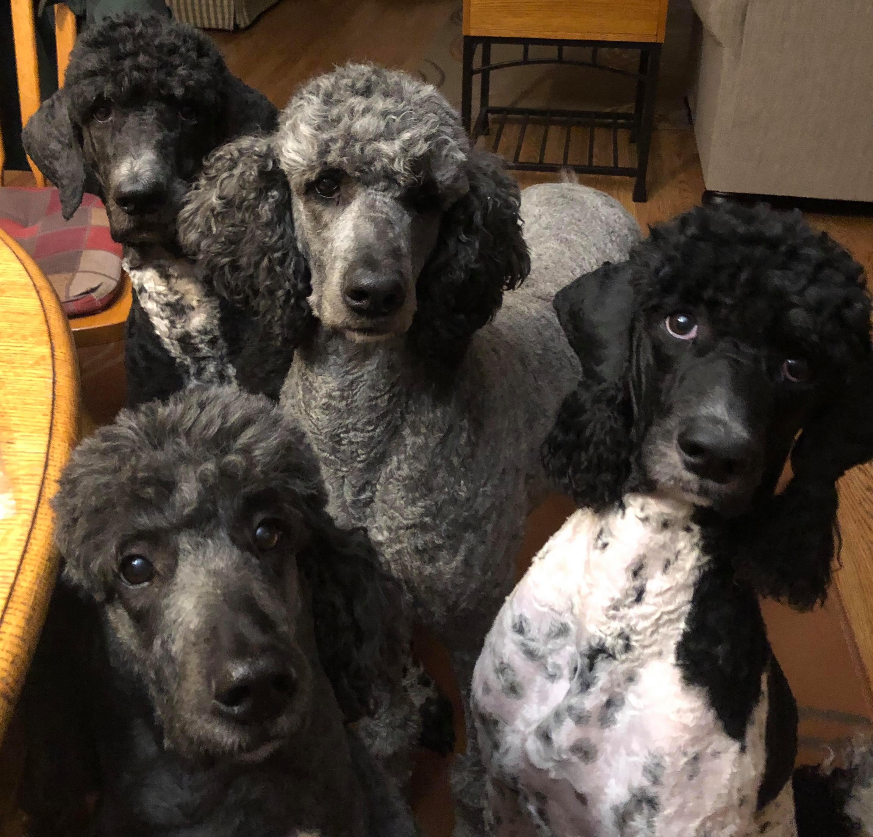 poodles waiting excitedly for treats