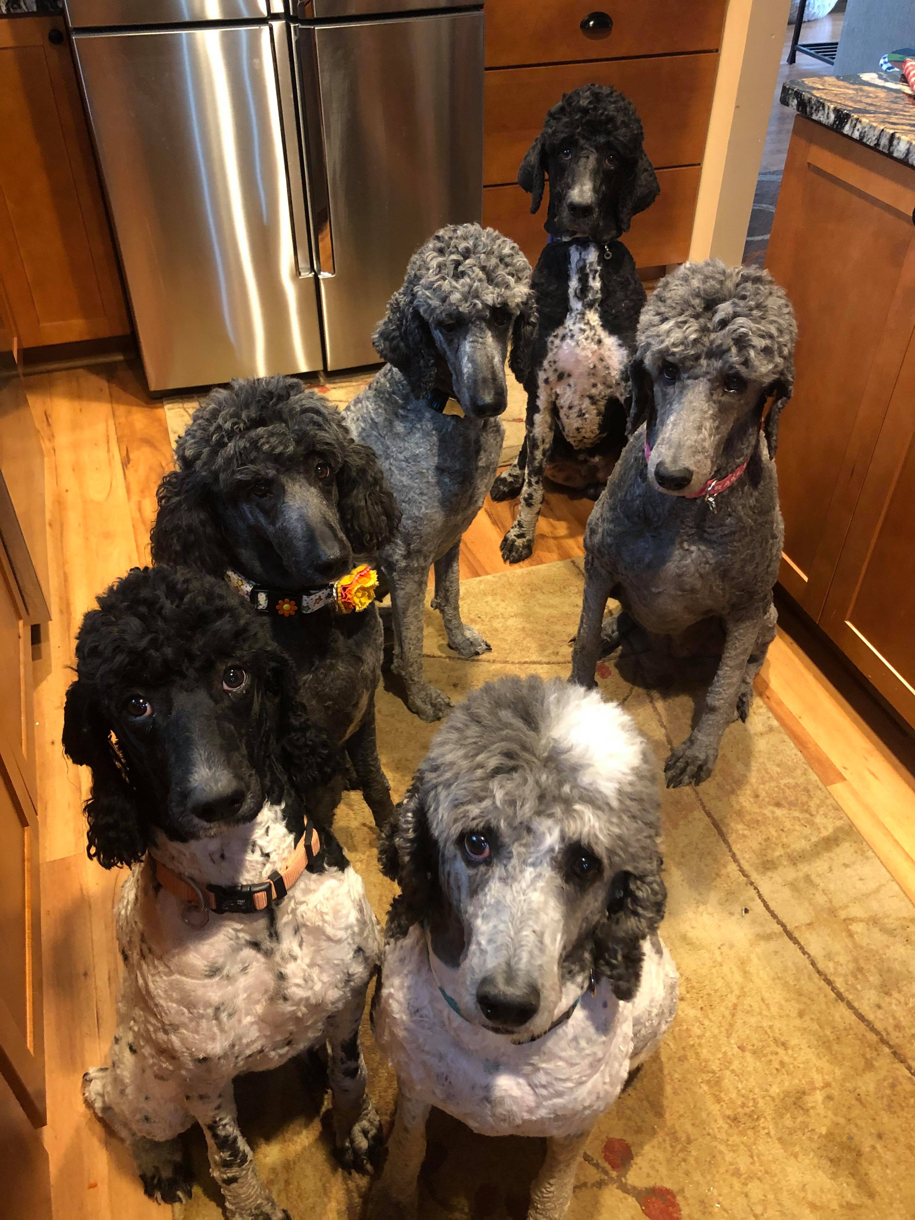 poodles waiting patiently for treats